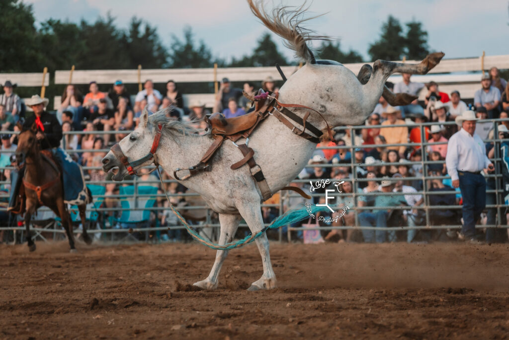 gray bronc without rider