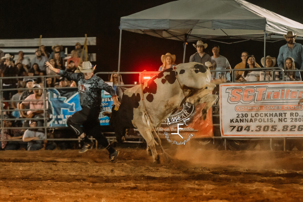 white and black bull getting after bull fighter