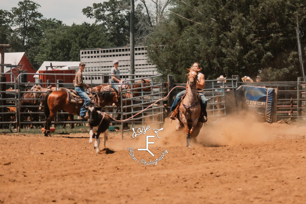 roan horse with rider roping black and white cow