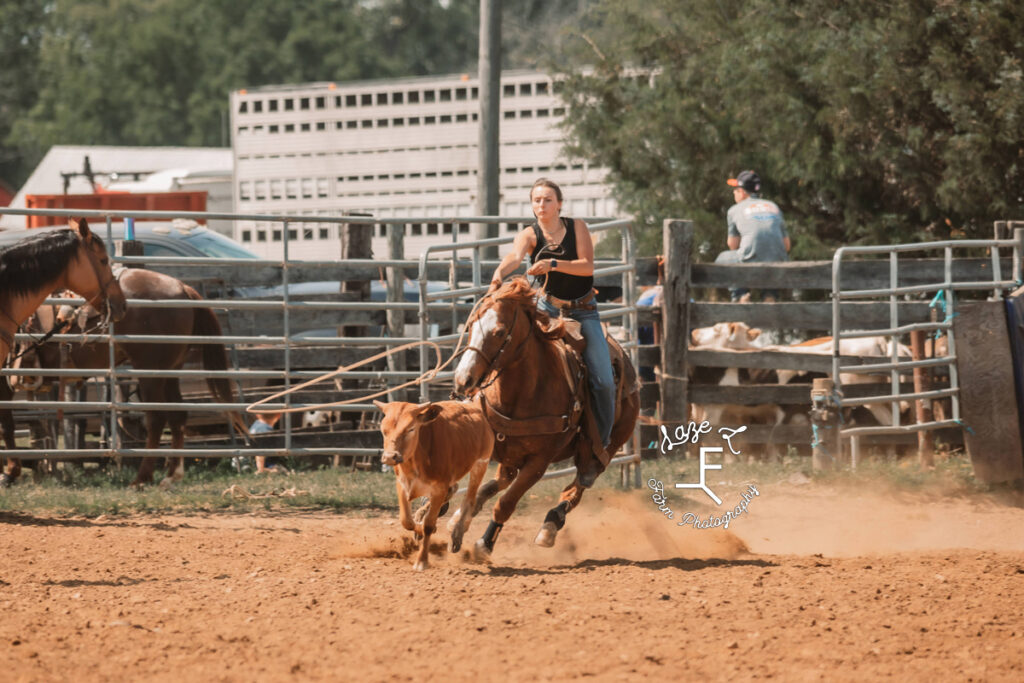 cowgirl in black throwing rope on to brown cow
