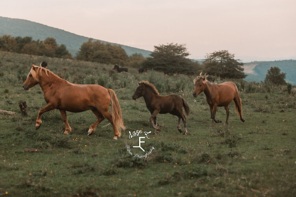 grayson highland wild horses