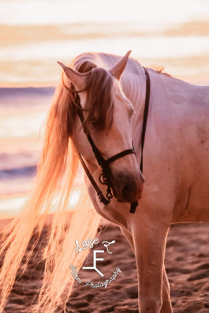 Andalusian at sunset