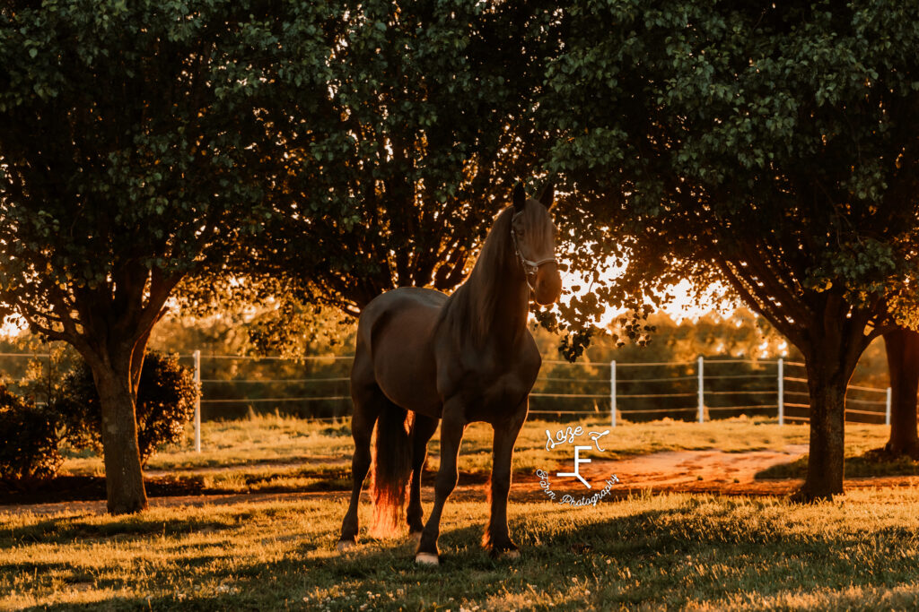 Black horse standing at tree at sunset.