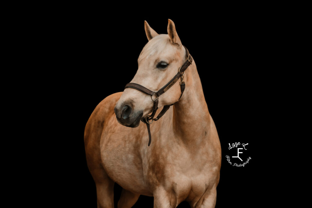 Palomino on black background