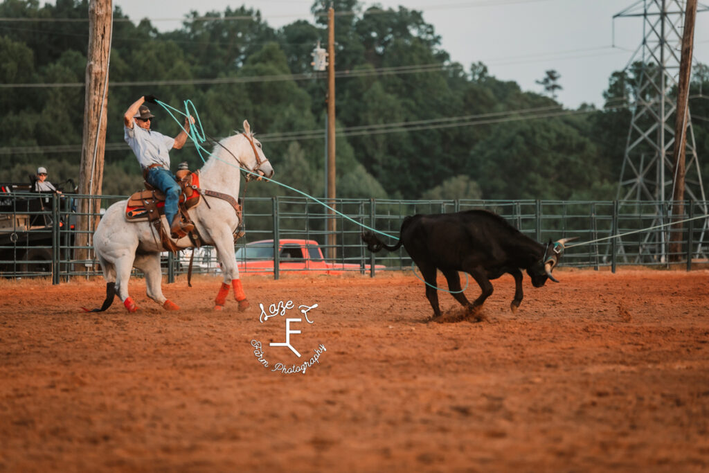 Heeler catching cow