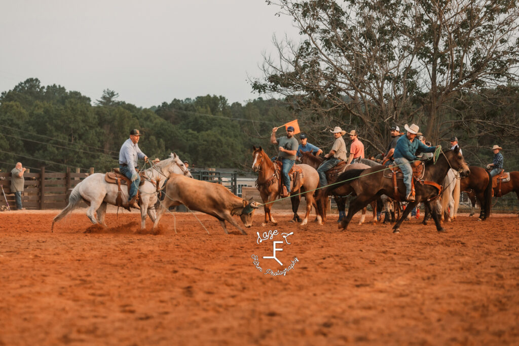 Team ropers catching cow