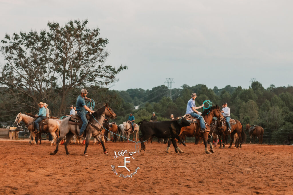 Team ropers after cow is caught