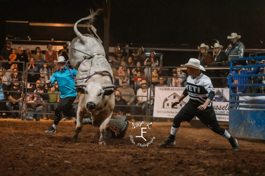 bull riding with grey bull