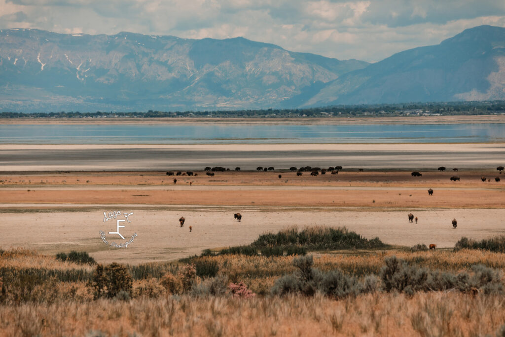 Buffalo at Antelope Island