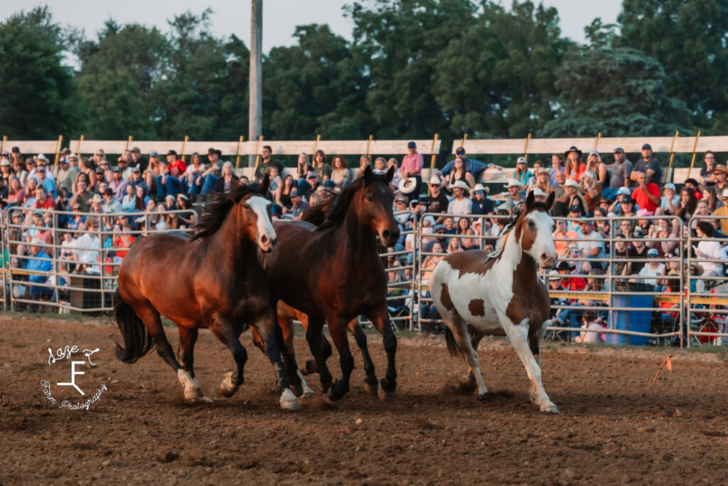 3 horses in opening