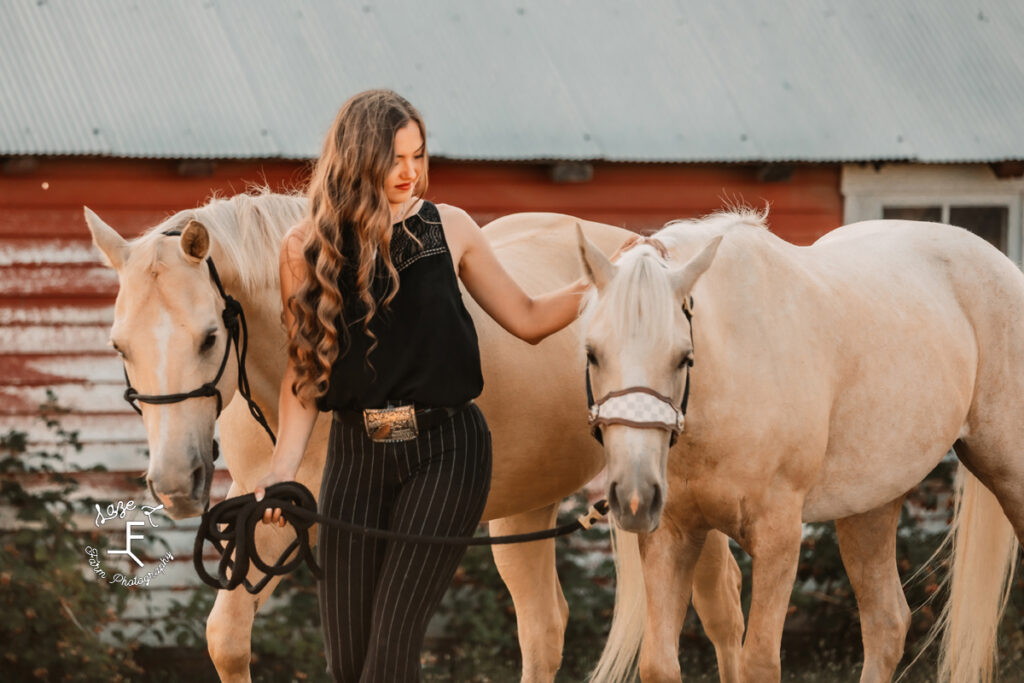 Tevis with 2 Palomino horses