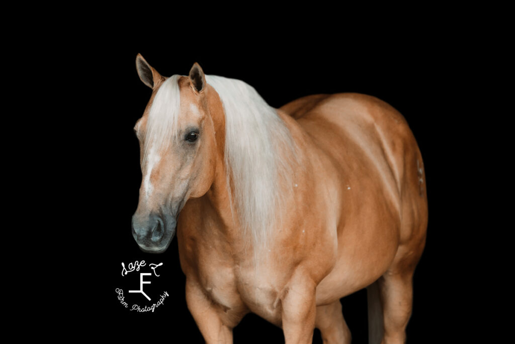 Palomino black background