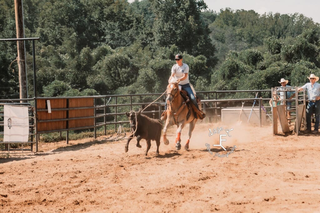 Breakaway roper with rope over cow