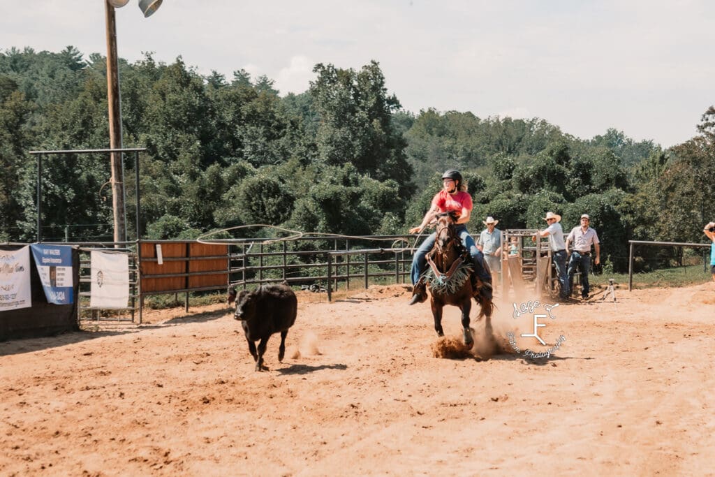 Maddie with thrown rope hovering over cow