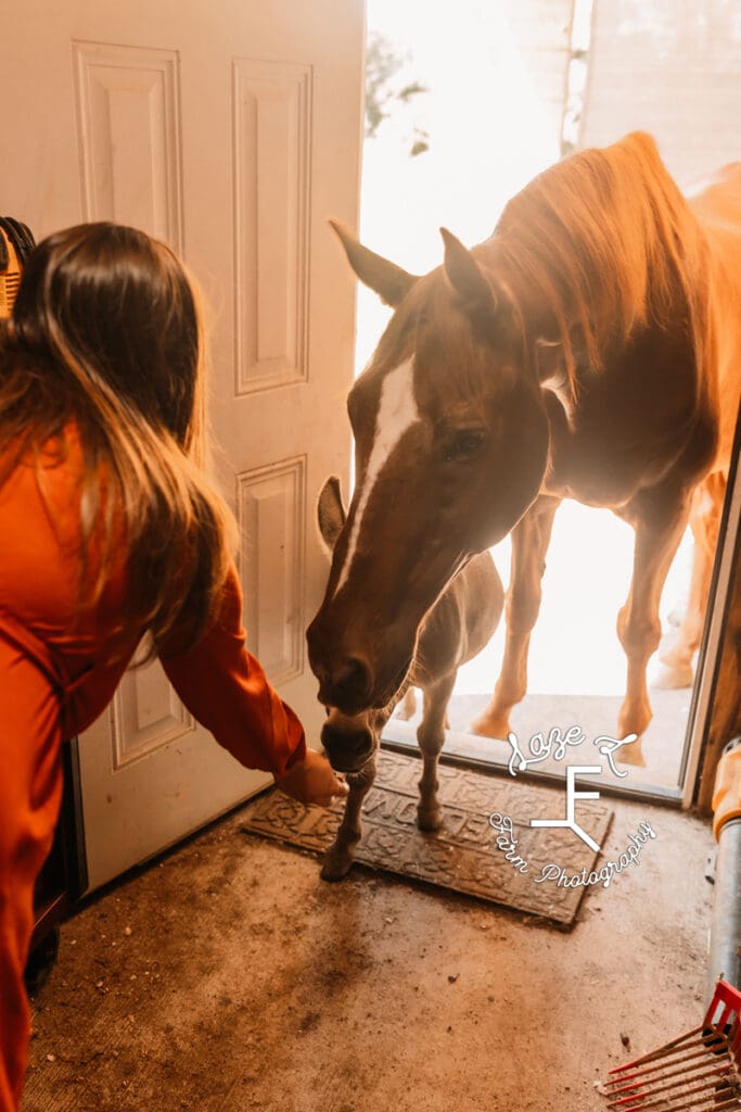 Spartan and donkey friend taking treats from Andrea through an open doorway