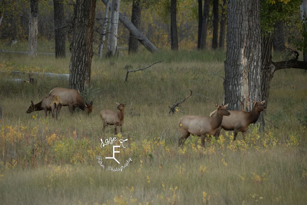 Billings MT elk