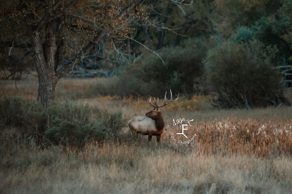 Billings MT bull elk 2