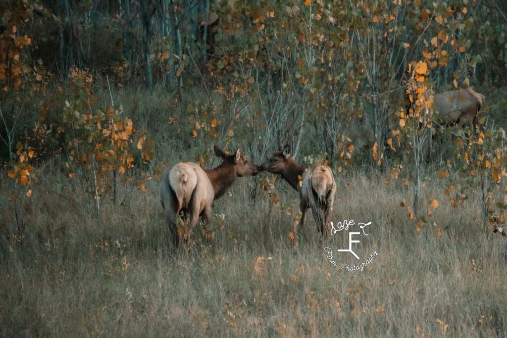 Billings MT 2 elk together