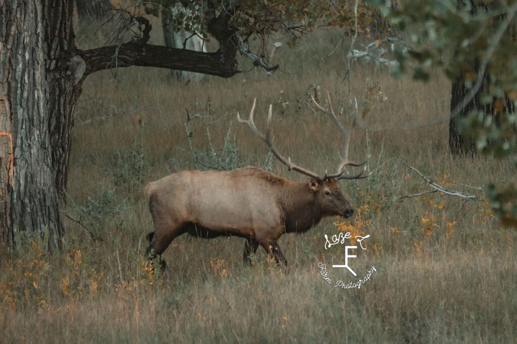 Billings MT elk bull