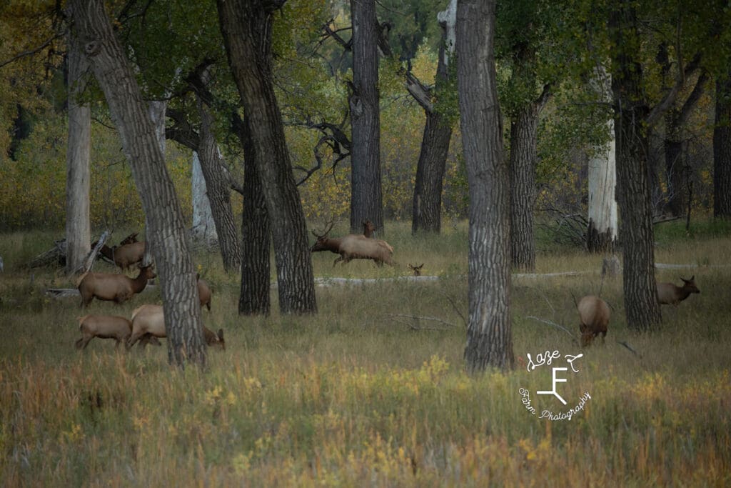 Billings MT elk herd