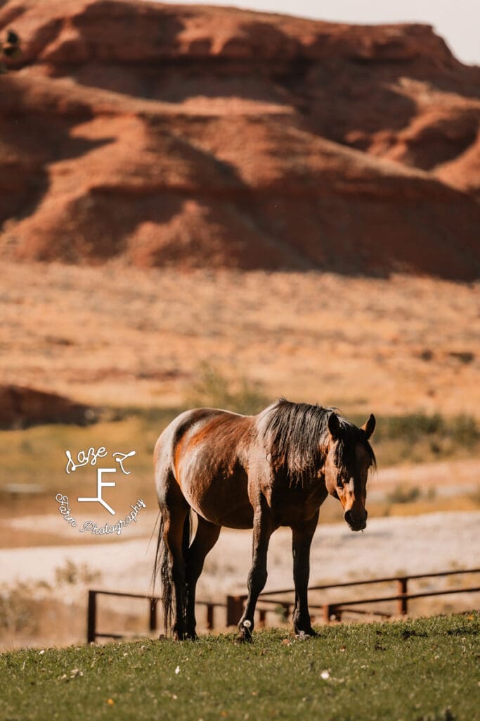 Pryor Mustangs bay 