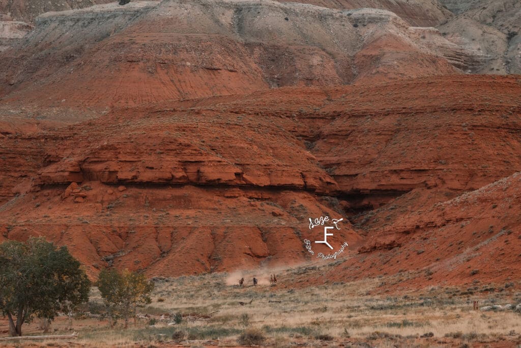 Pryor Mustangs running down mountain with dust kicked up