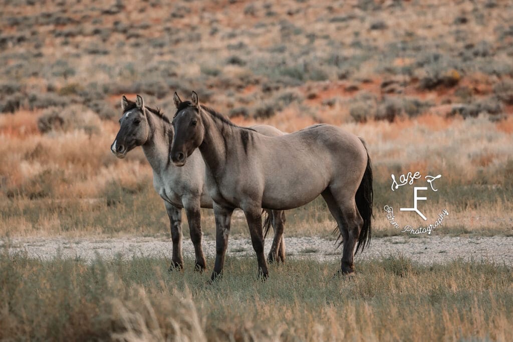 Pryor Mustangs gruella pair