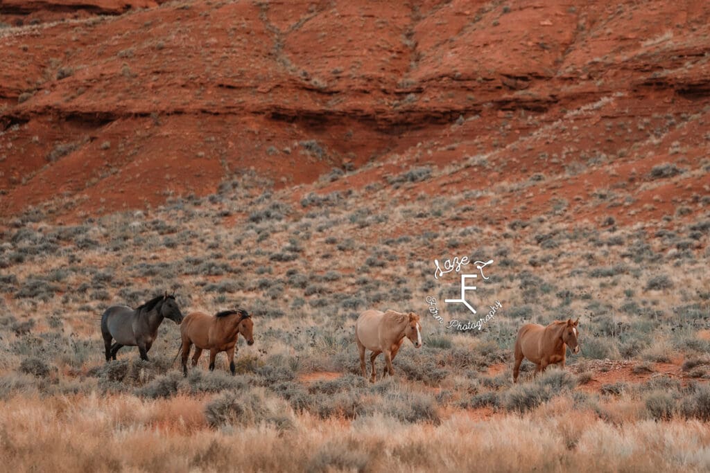 Pryor Mustangs in valley