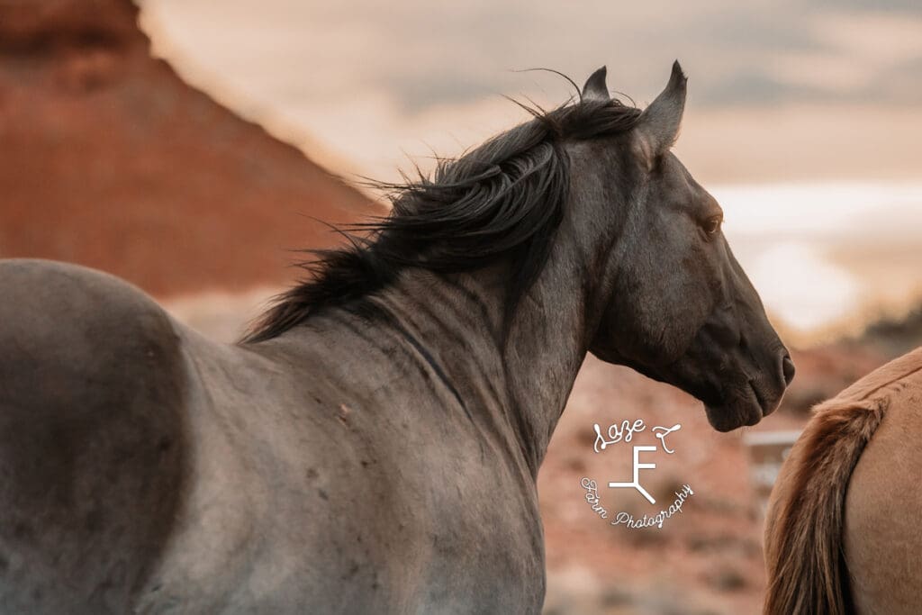 Pryor Mustang gruella close up