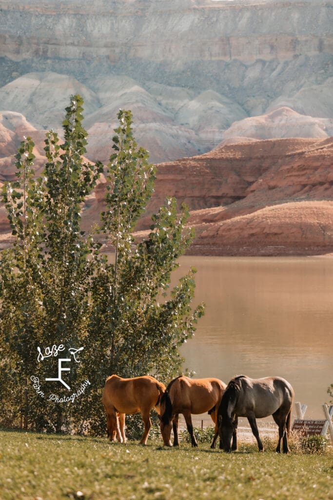 Pryor Mustangs group of 3 by the lake