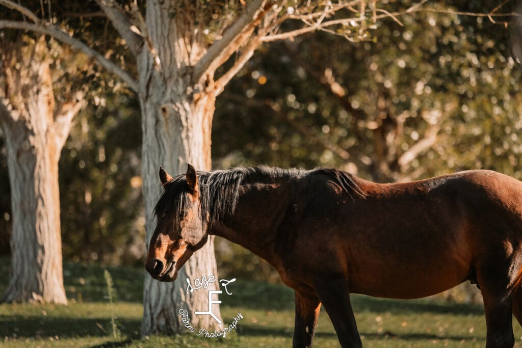 Pryor Mustangs bay 2