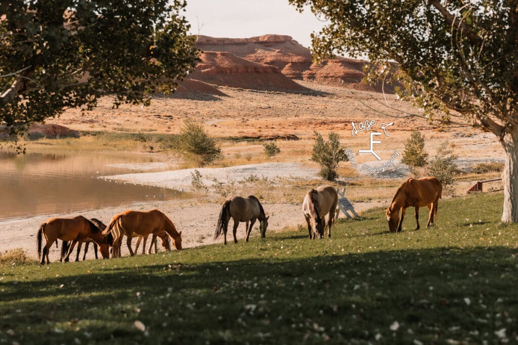 Pryor Mustangs grazing near lake