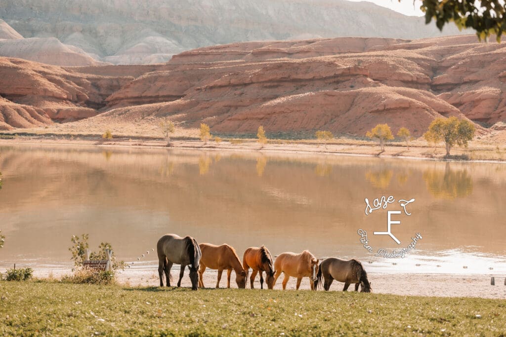 Pryor Mustangs grazing with lake and mountain behind them