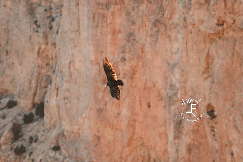 Eagle flying