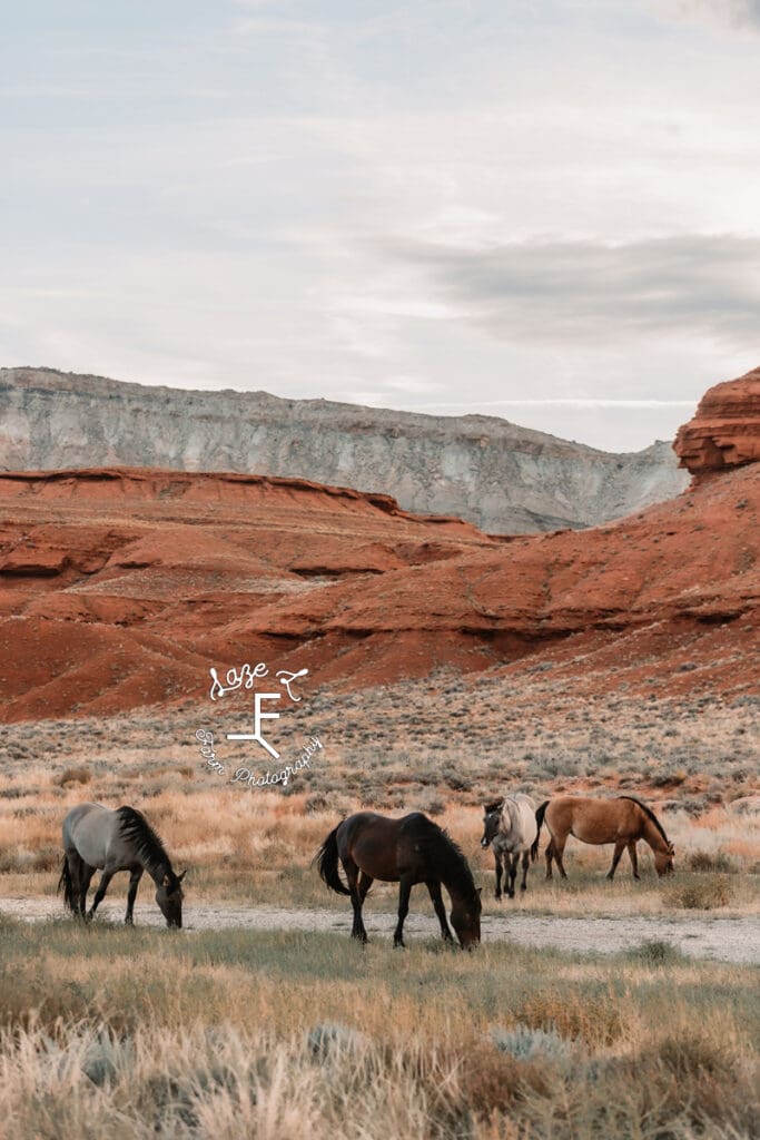 Pryor Mustangs with mountain behind them