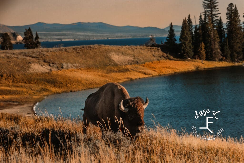 Yellowstone bison on the side of the road