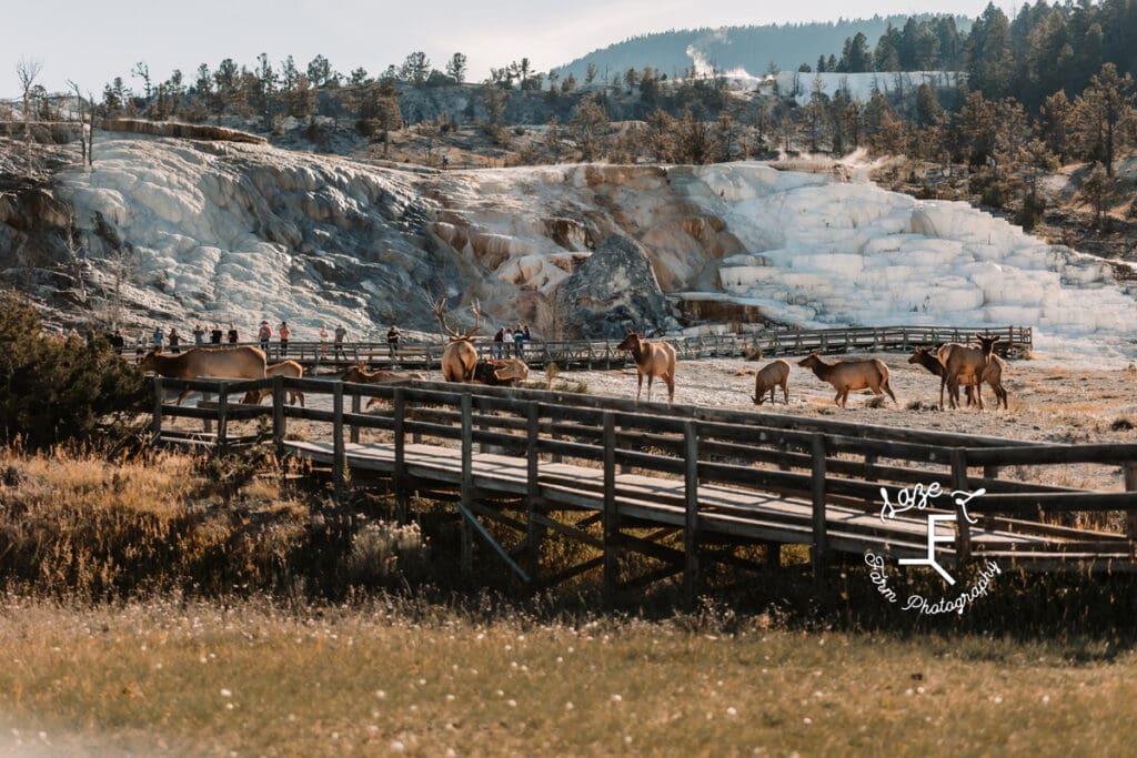 Yellowstone elk