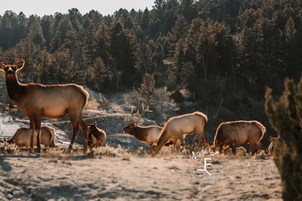 Yellowstone elk 2