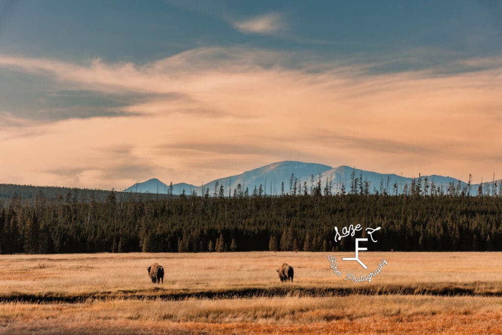 Yellowstone bison with mountain in the background