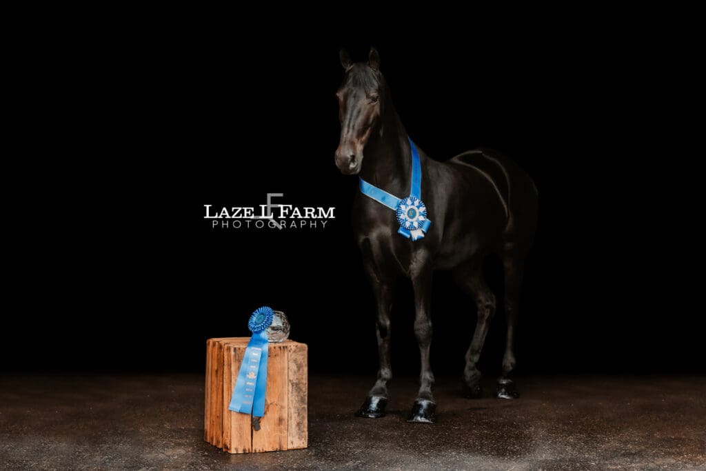 black background of a horse