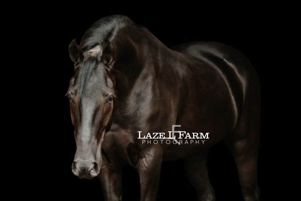 black background of a horse