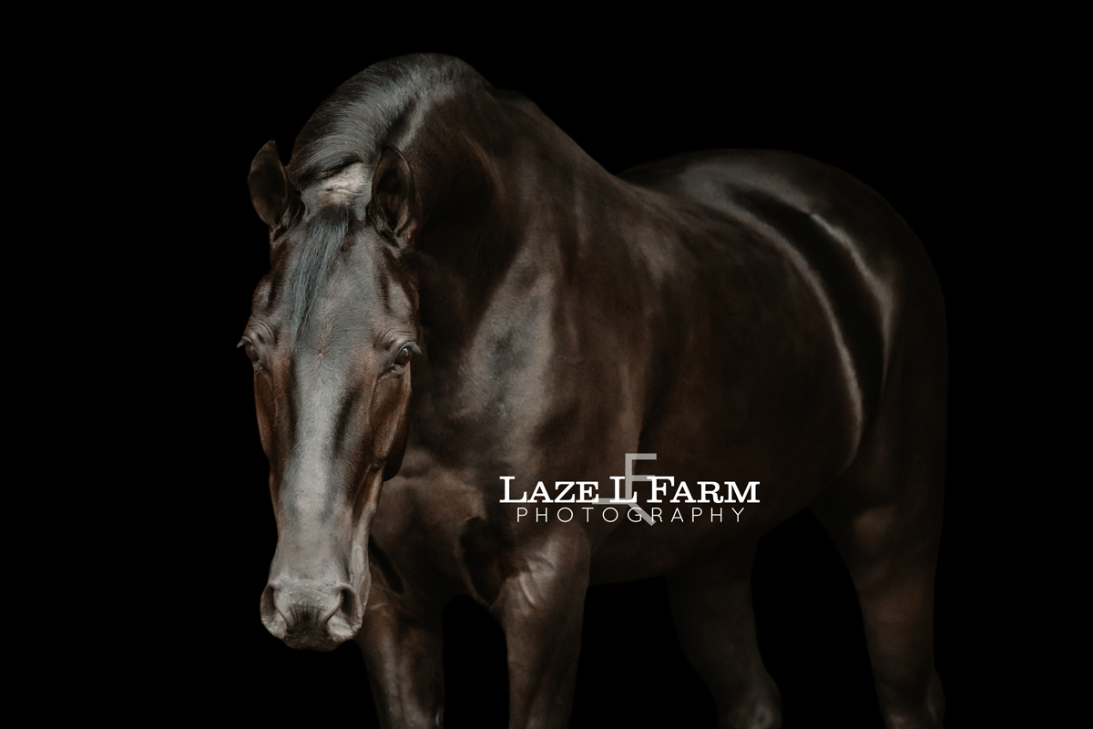 black background of a horse