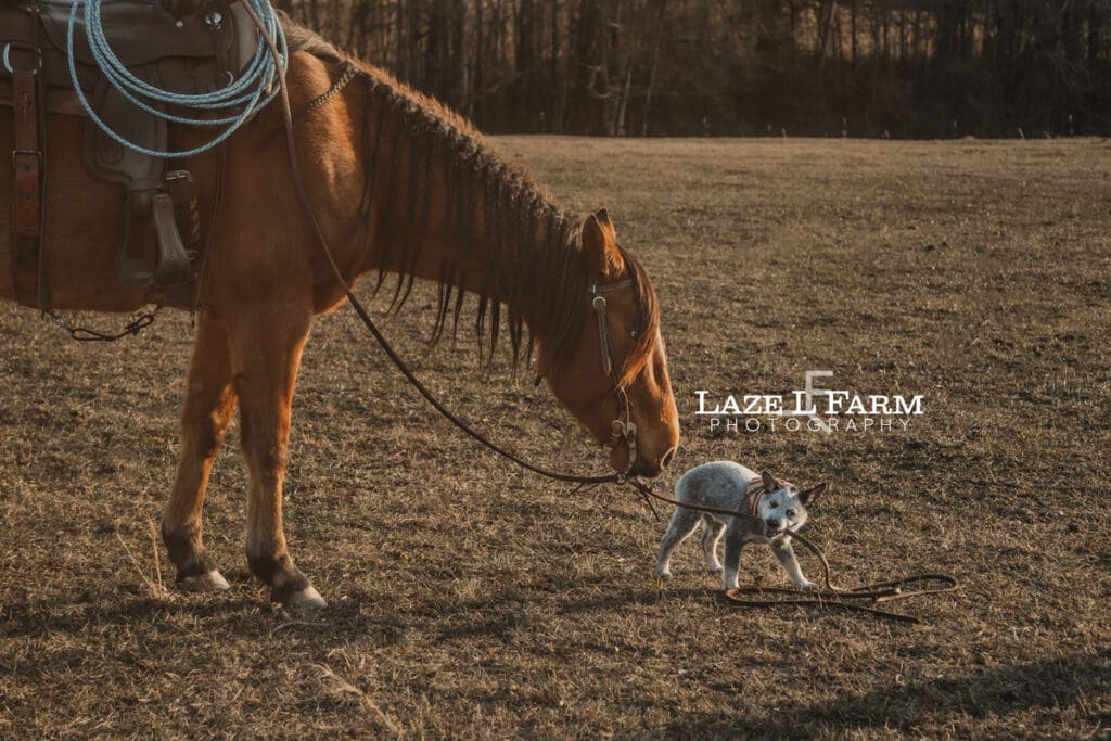 puppy leading horse