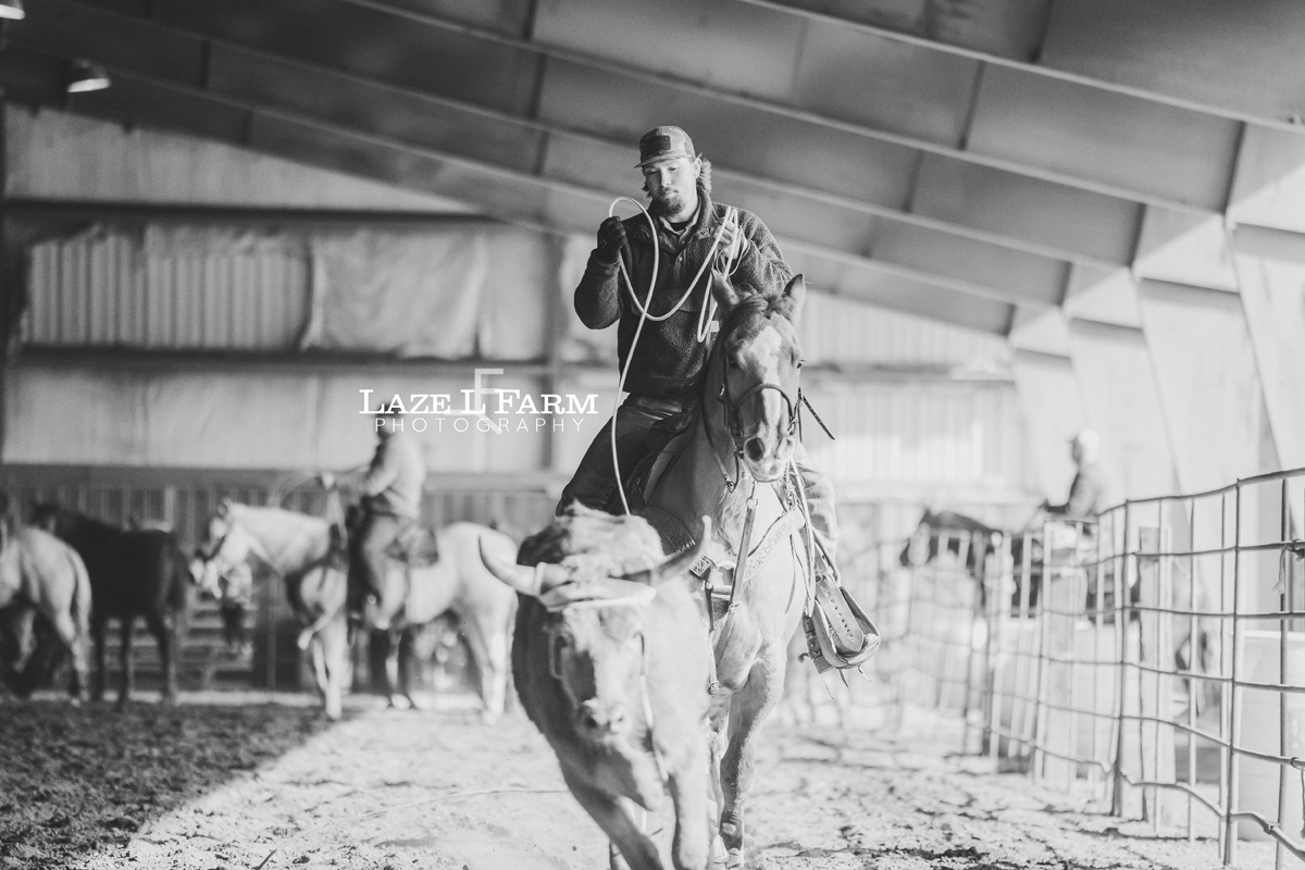 cowboy tracking steer