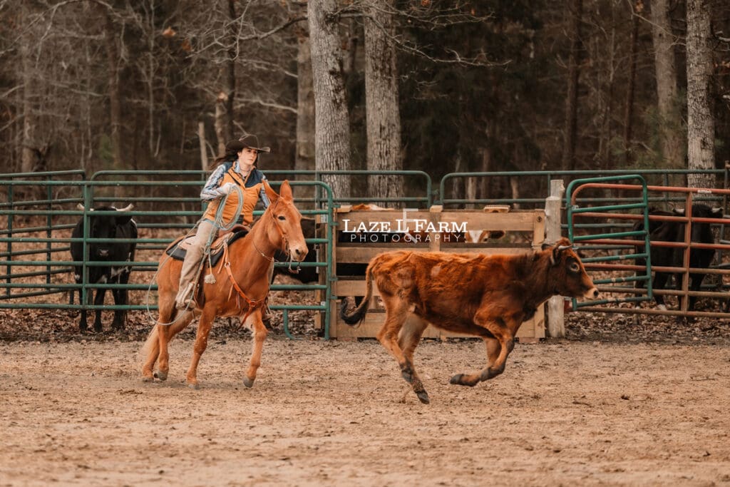 cowgirl roping a mule