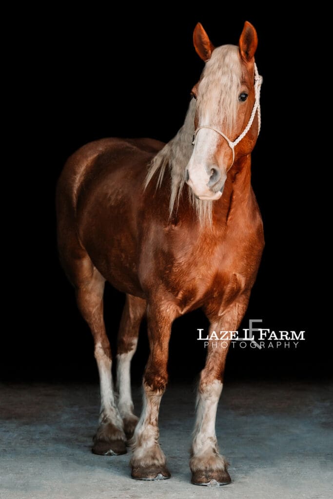 black background of a draft horse