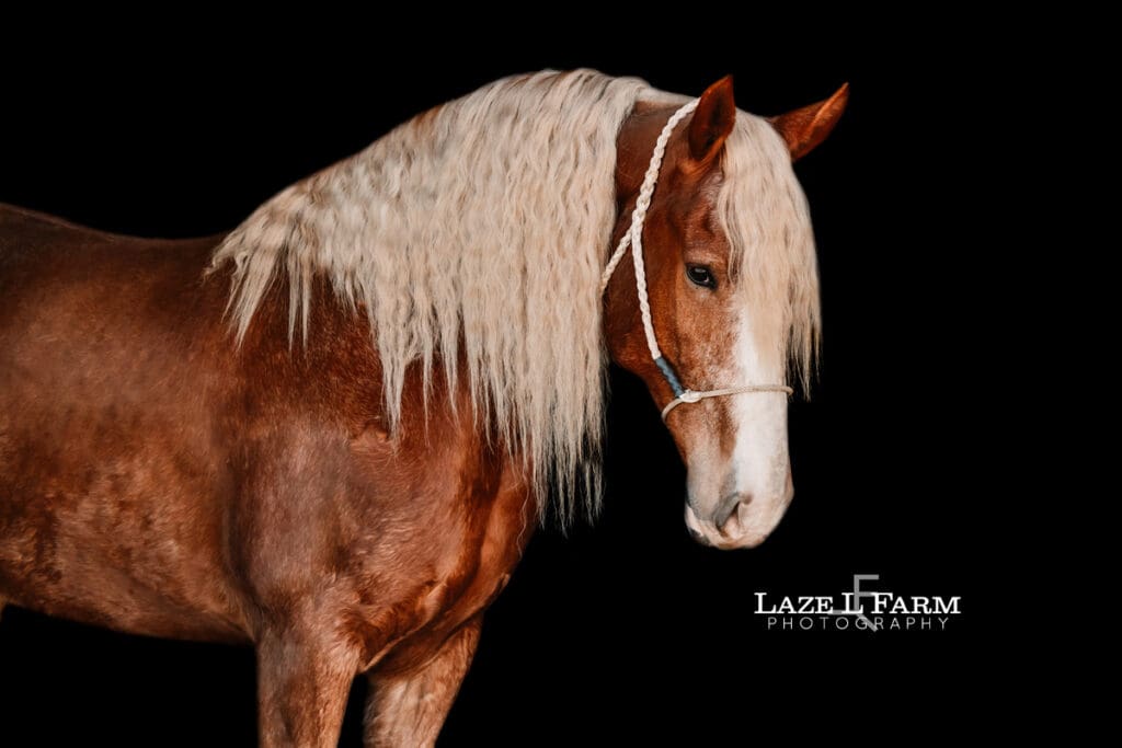 black background of a draft horse