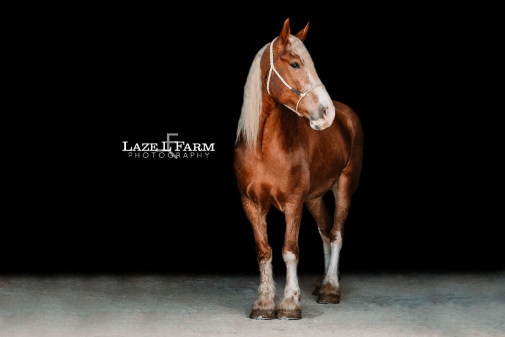 black background of a draft horse