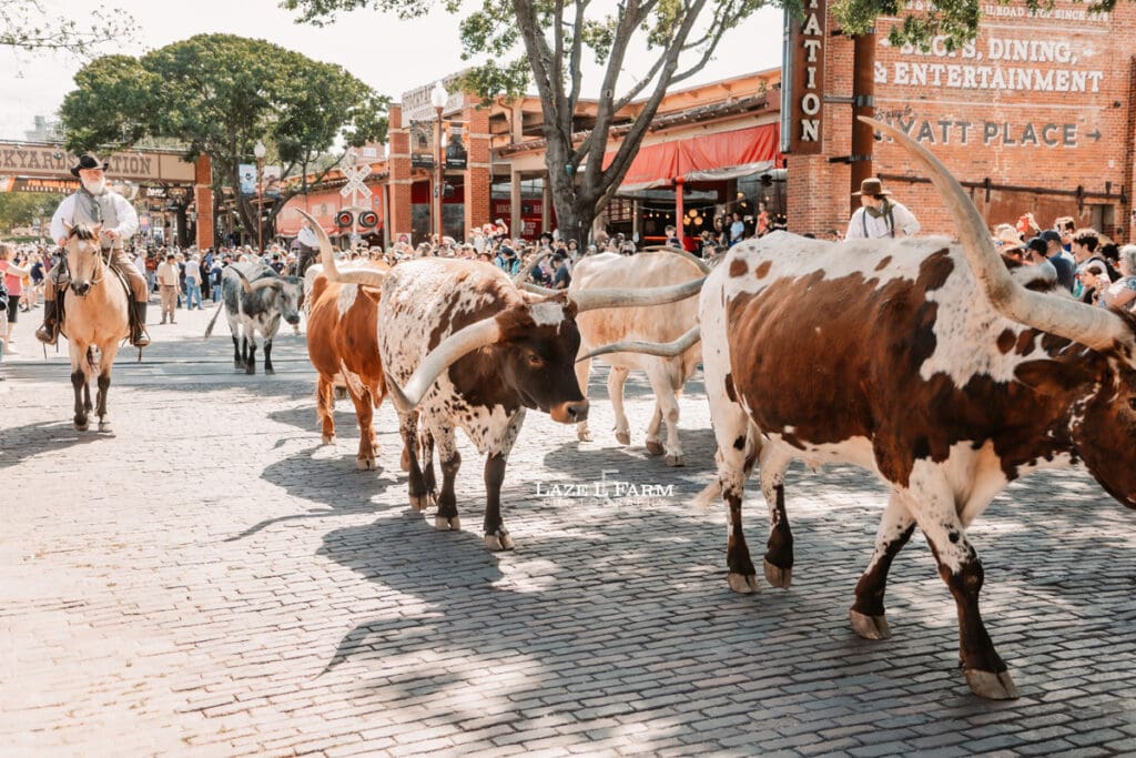 long horns in fort worth texas