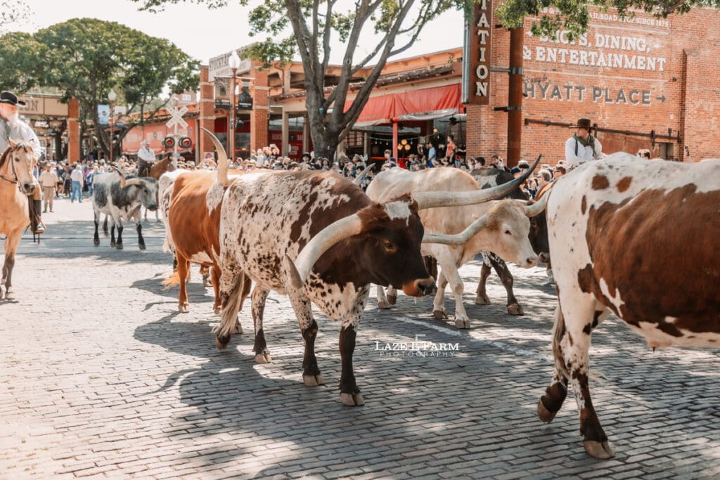 long horns in fort worth texas